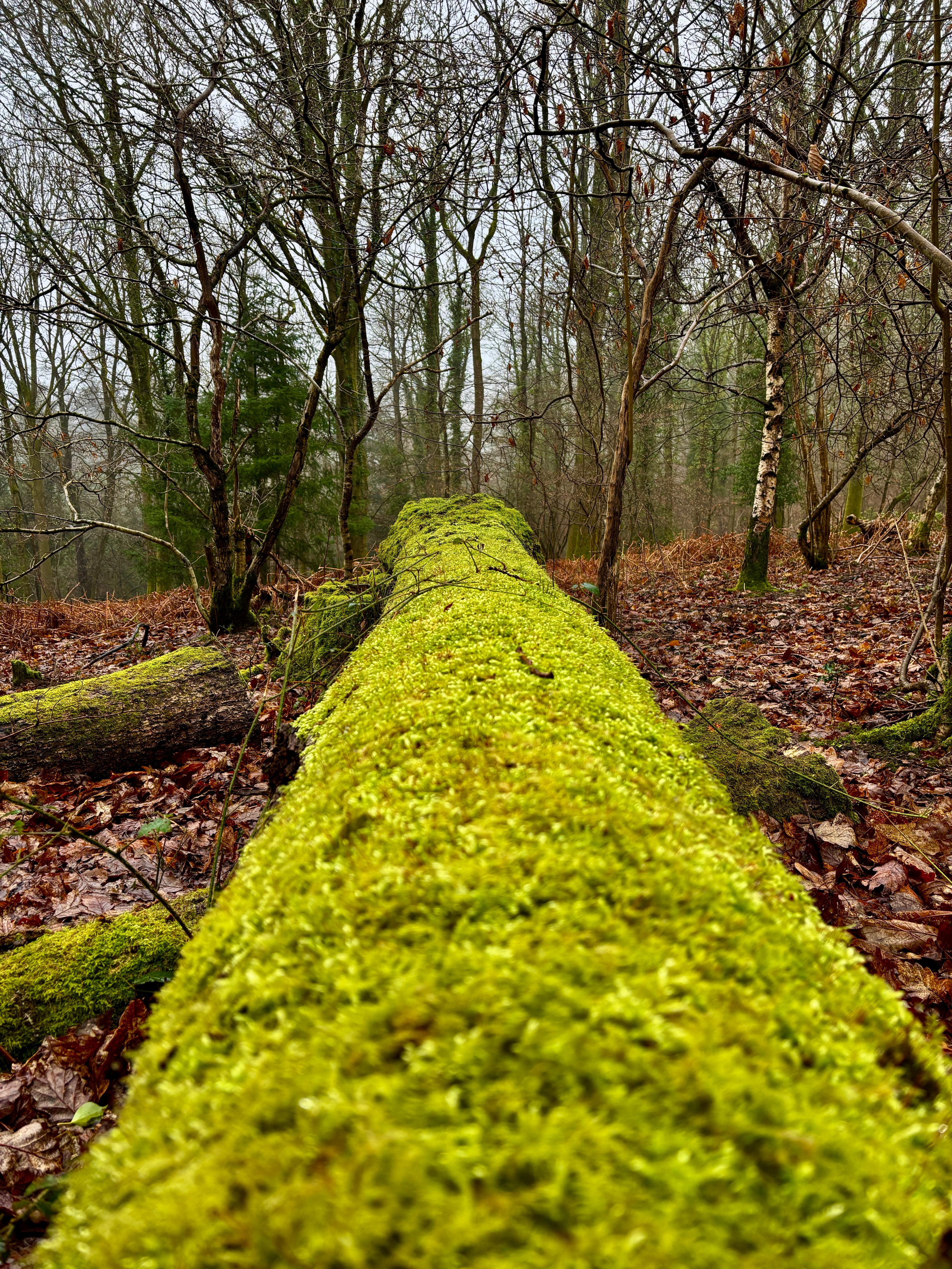 Bright green moss growing on a tree stump, in the Forest of Dean, England, symbolising resilience, longevity, and natural growth. The image represents the slow fashion philosophy - timeless, sustainable, and thoughtfully made to last.