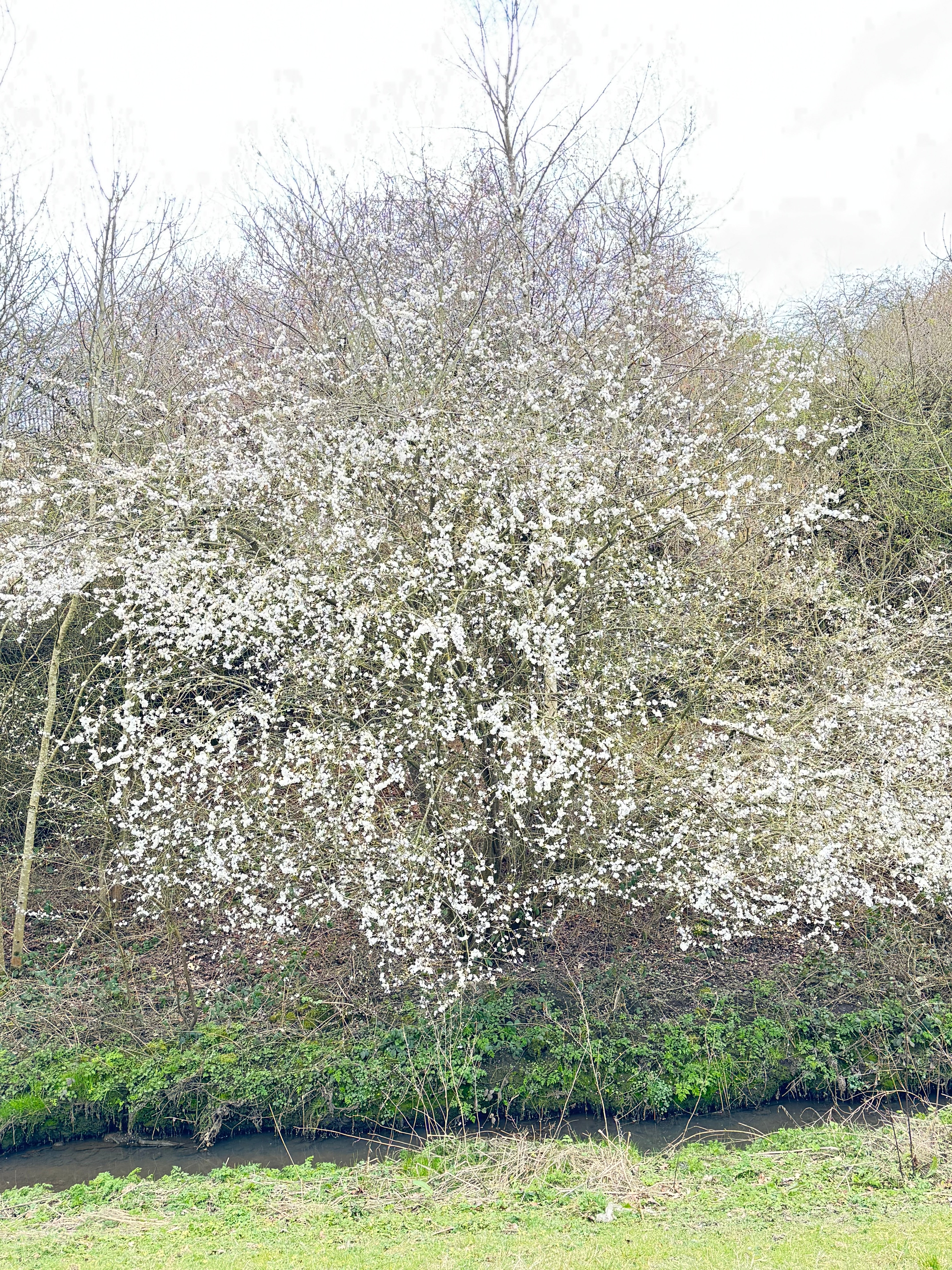 White plum blossoms in bloom, symbolising quiet strength, purity, and the value of enduring beauty—echoing the timeless philosophy behind P’tit Affair’s sustainable approach.