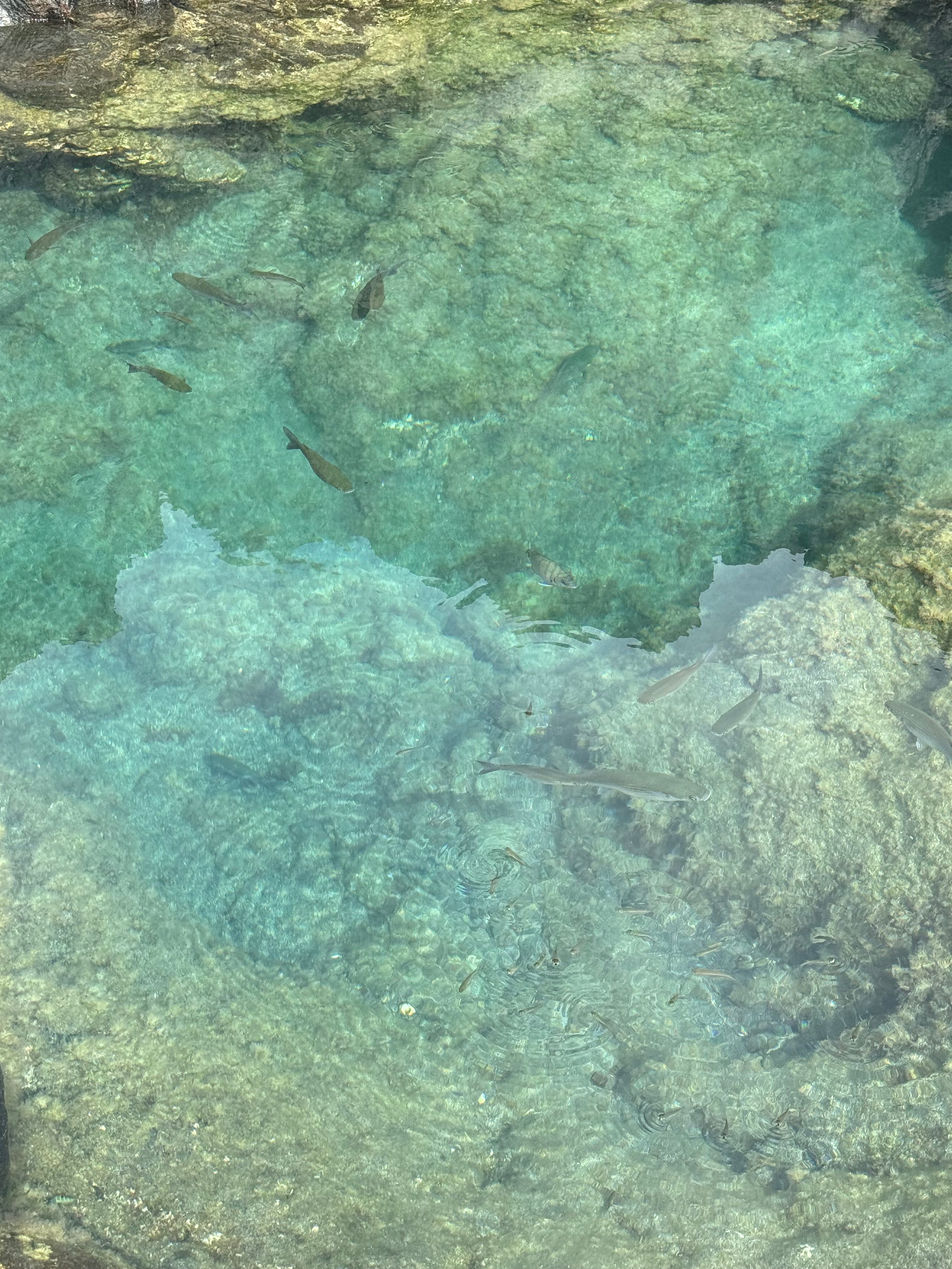 Crystal-clear waters with fish swimming over volcanic rock in Faial, Azores, Portugal